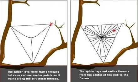 蜘蛛是如何长距离拉出一根丝的？