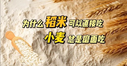 为啥大米可以直接吃，小麦却要磨面吃？