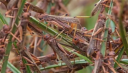 蝗虫如何聚群成灾？臭味相投！