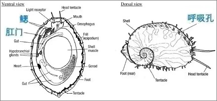 鲍鱼壳上为什么有一排小孔？