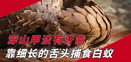 穿山甲没有牙齿？怎么消化食物？