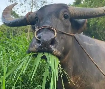 水牛在吃草的时候为什么会突然停顿一下？