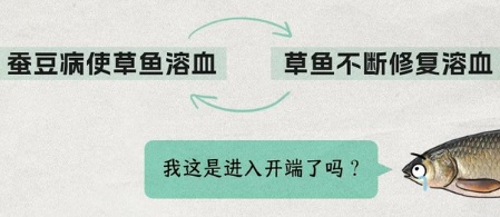 为什么给草鱼吃蚕豆，它的肉就会变脆？