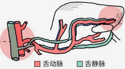 咬舌自尽真的能死吗，是失血死的还是疼死的？