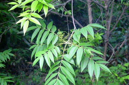 漆树：能张嘴咬人的植物