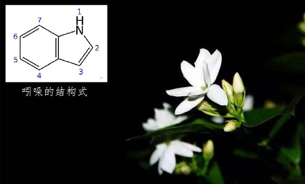 芳香的鲜花含有「恶臭」的成分？