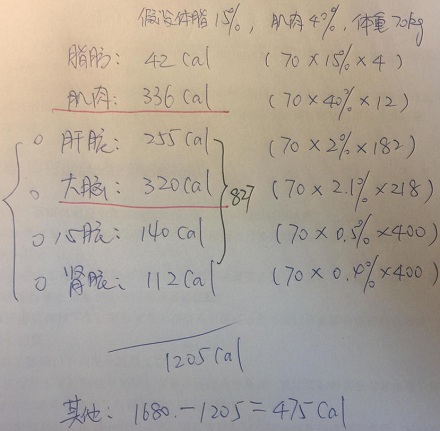 大脑和肌肉是人体能耗最多的两大组织